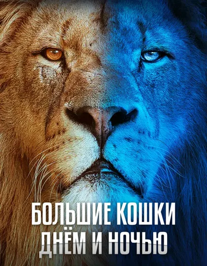 Фильм Большие кошки днём и ночью (2024)