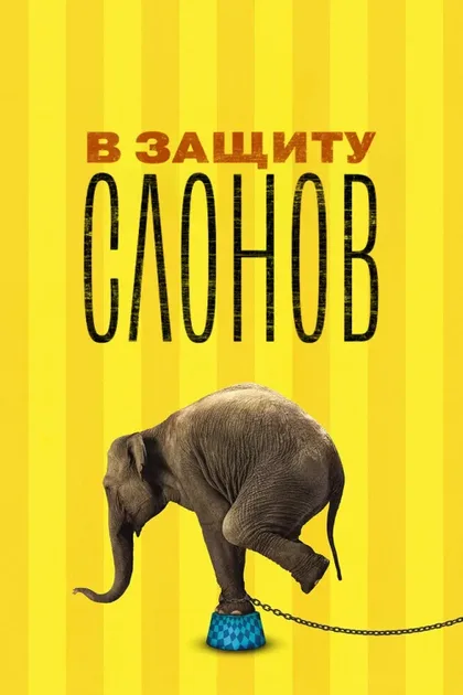 Фильм В защиту слонов (2013)