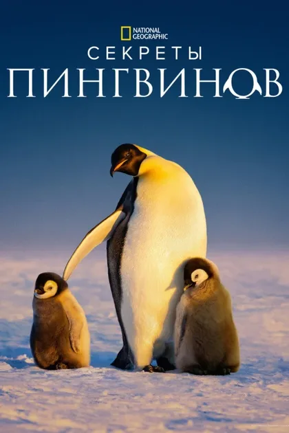Фильм Secrets of the Penguins (2025)