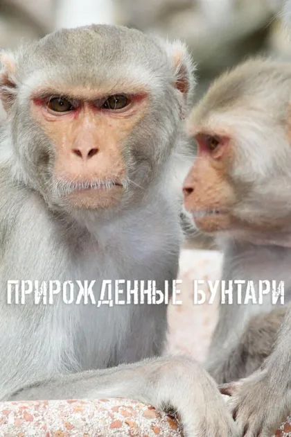 Фильм Прирожденные бунтари (2018)