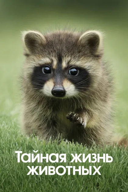 Фильм Тайная жизнь животных (2024)