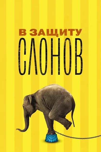 Фильм В защиту слонов (2013)