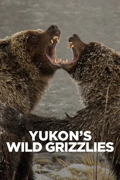 Фильм Лицом к лицу с гризли (2021)