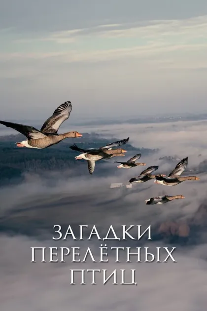 Фильм Загадки перелётных птиц (2014)